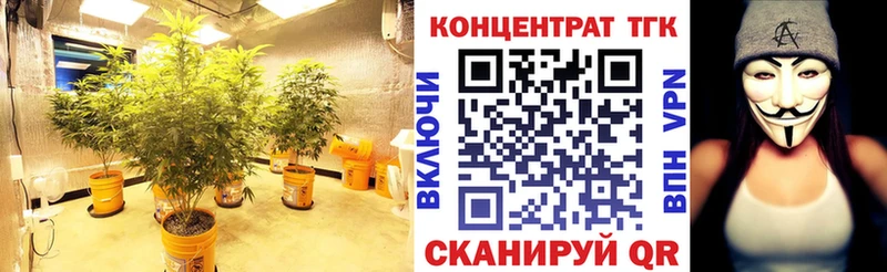 ТГК Wax  Урус-Мартан 